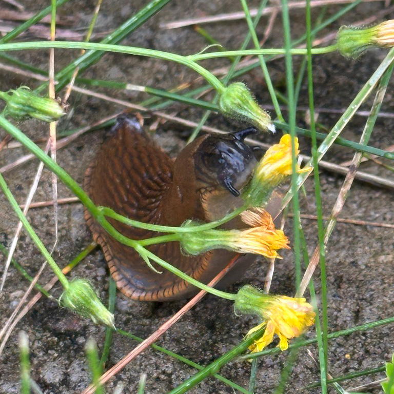 A cute slug!